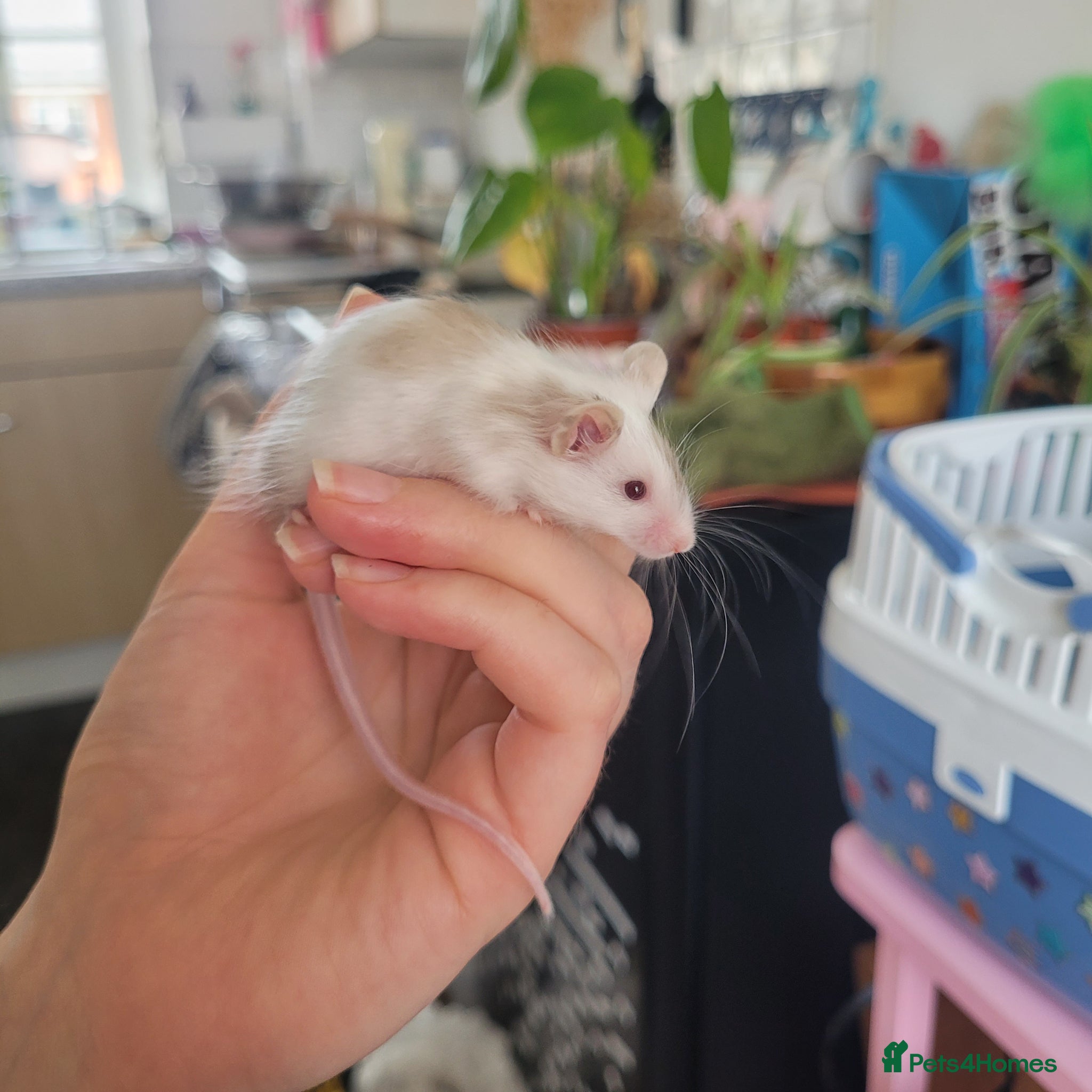 Mouse rodents Male fancy mice looking for loving homes - Advert 1