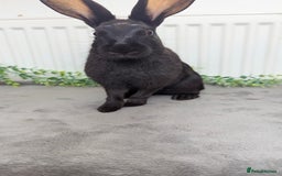English Spot rabbits for sale: Old English spots ready to go to their new homes  - Image 11