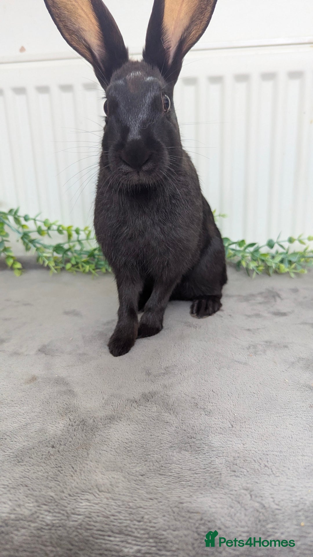English Spot rabbits for sale: Old English spots ready to go to their new homes  - Image 11
