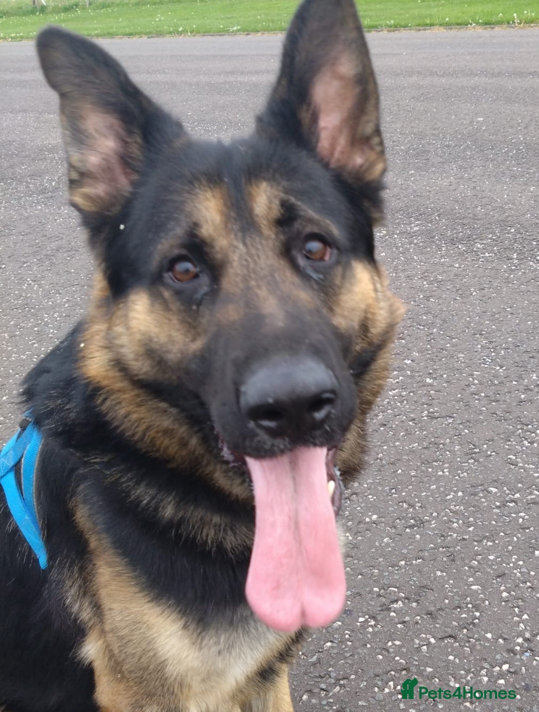 German Shepherd dogs for sale: German shepherd  - Image 2