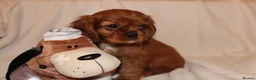 Cavalier King Charles Spaniel dogs for sale: Gorgeous Cavalier King Charles Spaniel puppies - Advert 3