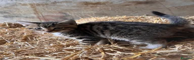 Tabby Male 2