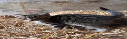 Mixed Breed cats for sale: 4 fun and inquisitive kittens - Advert 7
