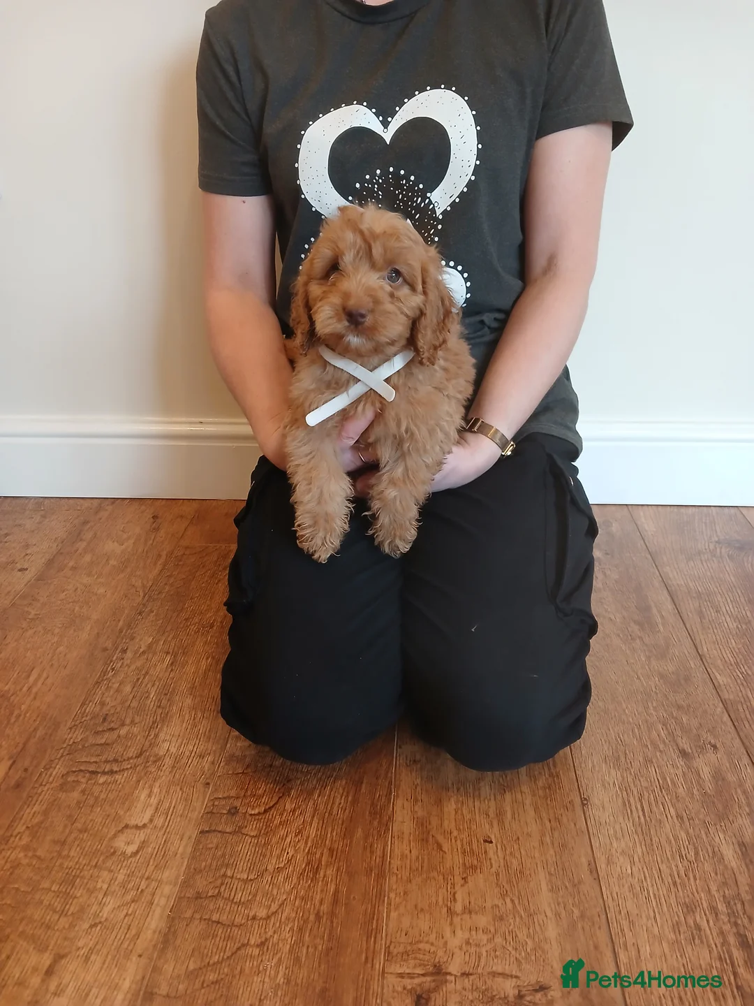 Cockapoo dogs for sale: Cockapoo puppies  - Advert 2