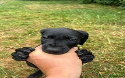 Mixed Breed dogs for sale: Vizlador x Weimaraner puppies - Image 15