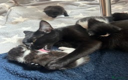 Domestic Shorthair cats for sale: 2 female black and white kittens for sale - Image 4