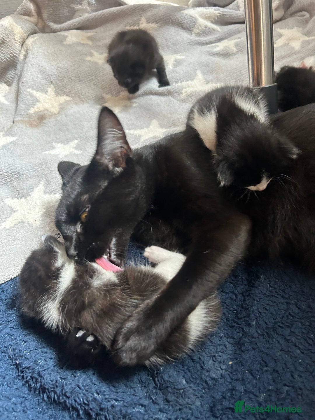 Domestic Shorthair cats for sale: 2 female black and white kittens for sale - Image 4