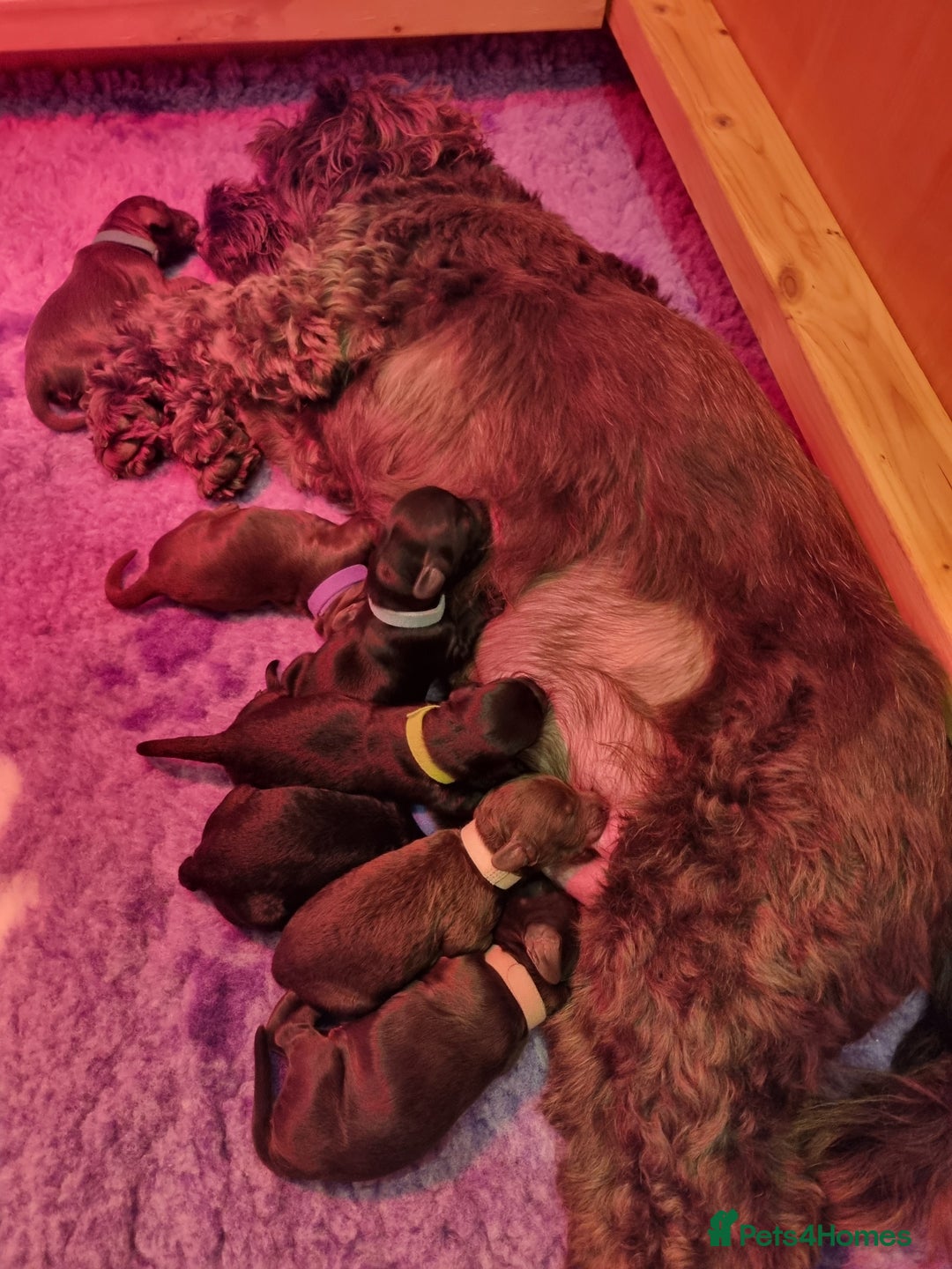 Cockapoo dogs for sale: F1b Cockapoo Puppies - Image 11