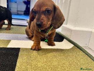 Miniature Dachshund dogs Brave miniature Dachshund - Advert 3