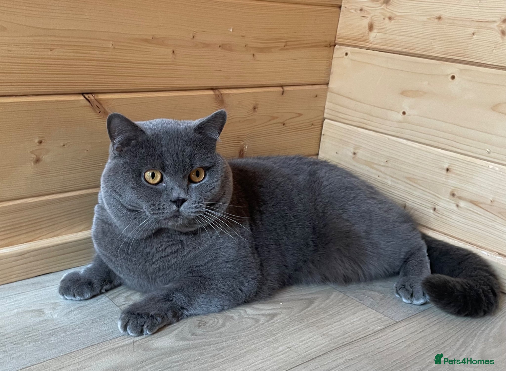 British Shorthair cats GCCF Active Reg BSH Blue Stud  - Advert 2