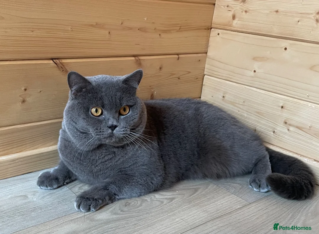 British Shorthair cats for stud: GCCF Active Reg BSH Blue Stud  - Advert 1