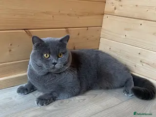 British Shorthair cats GCCF Active Reg BSH Blue Stud - Advert 2