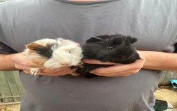 Guinea Pig rodents for sale: The cutest pair of funky coated boar brothers - Image 1