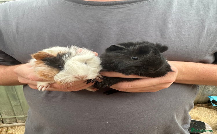 Guinea Pig rodents - Advert 4
