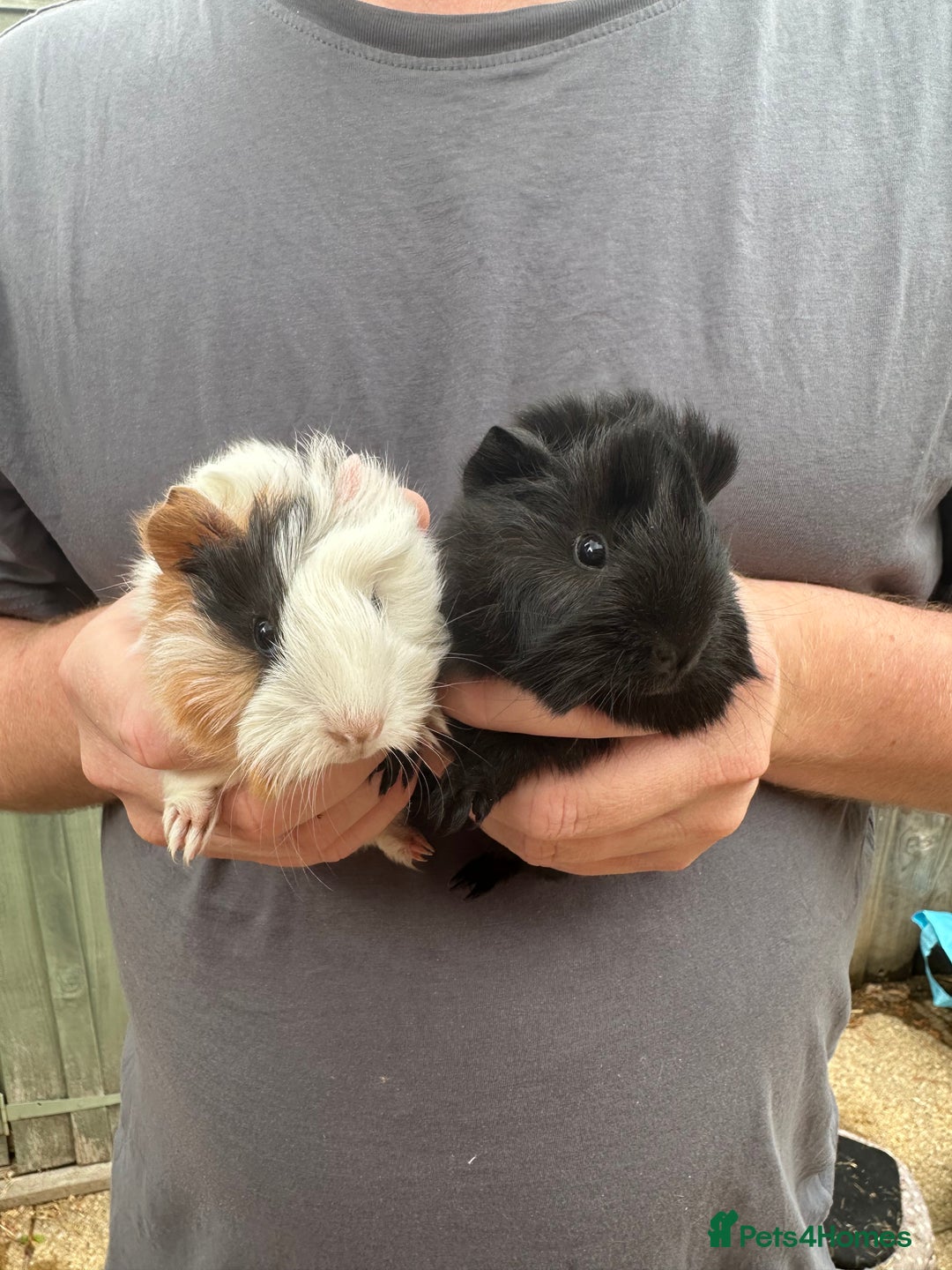 Guinea Pig rodents for sale: The cutest pair of funky coated boar brothers - Image 1
