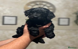 Cockapoo dogs for sale: OUTSTANDING F1B COCKAPOOS ❤️READY NOW 🏠 - Image 5