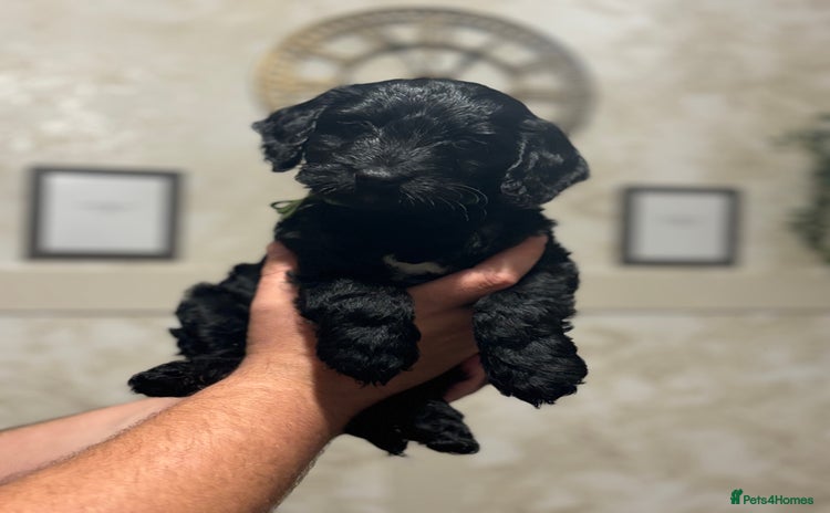 Cockapoo dogs - Advert 3