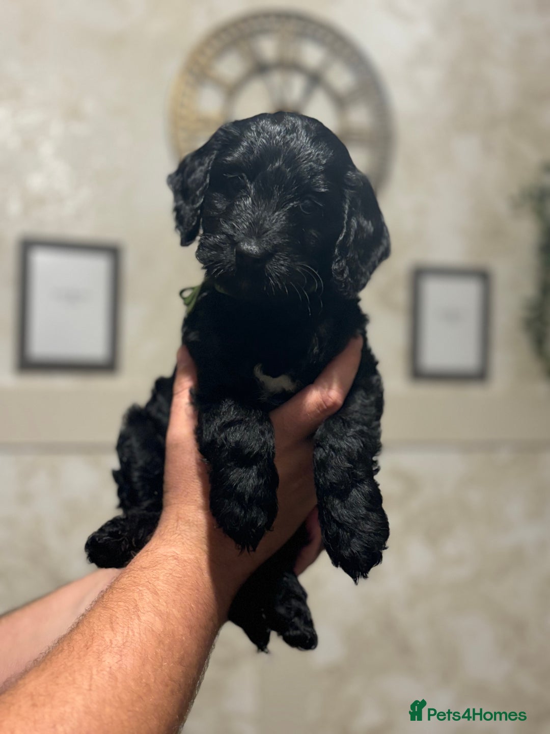 Cockapoo dogs for sale: OUTSTANDING F1B COCKAPOOS ❤️READY NOW 🏠 - Image 5