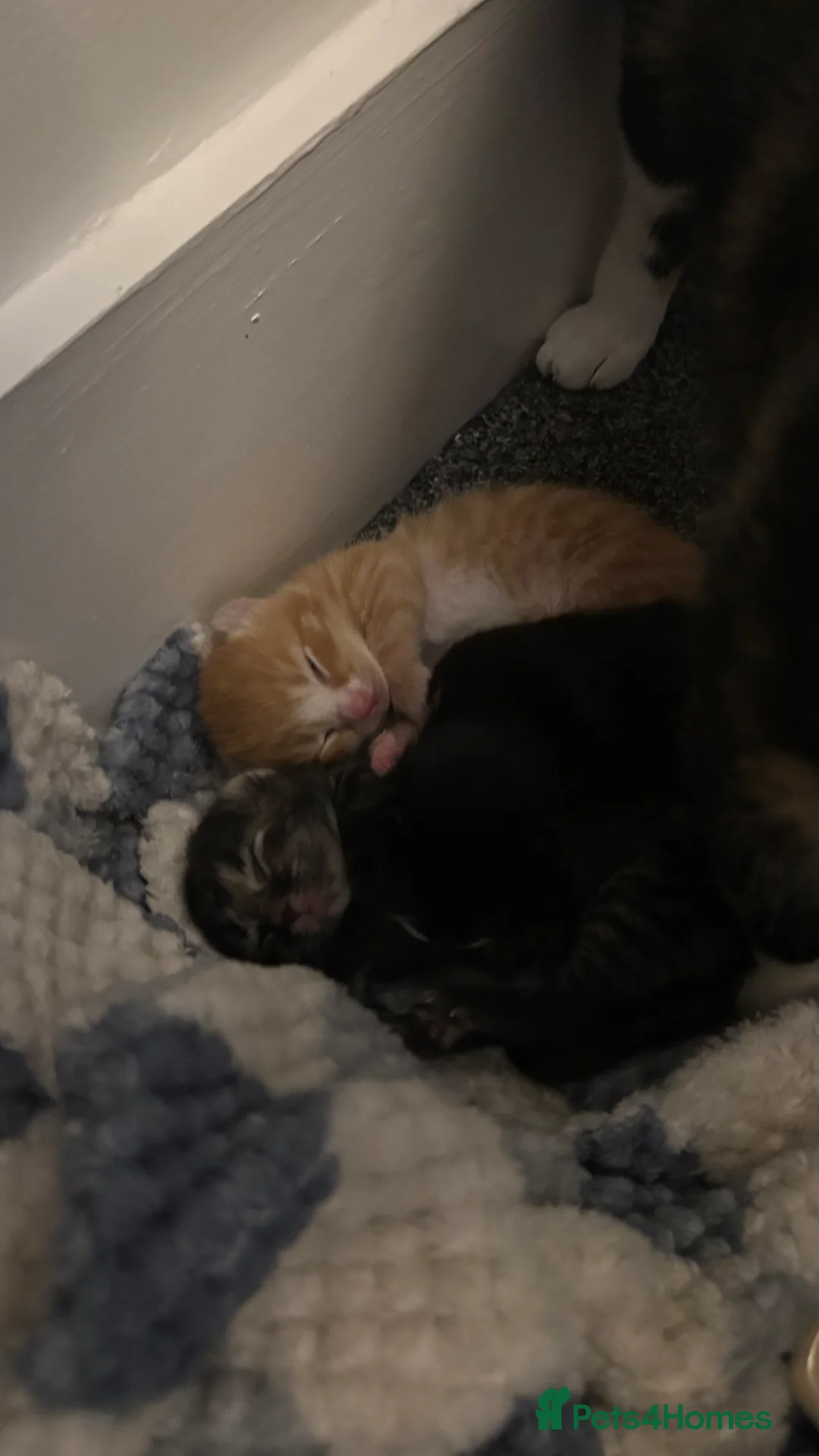 Mixed Breed cats for sale: 3 kittens available  in Southampton - Advert 2