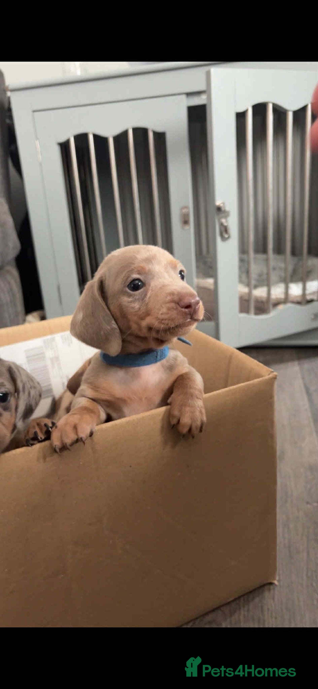 Dachshund dogs for sale: Kc reg miniature dachshund puppies - Image 2