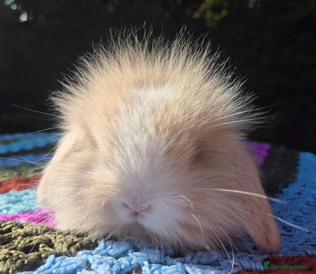 Mini Lop rabbits for sale: 🧡 TEDDYWIDDER X MINI LOP BABIES 😍 - Advert 2