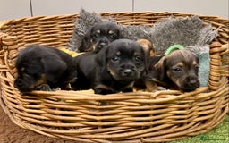 Mixed Breed dogs for sale: Border Terrier cross puppies  - Image 15