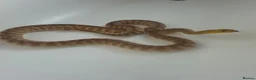 Python Snake reptiles for sale: Woma Pythons Male and Female in London - Advert 4