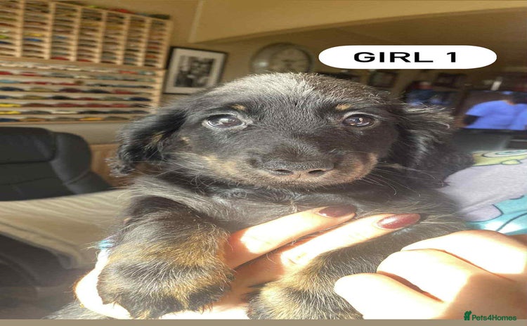 Mixed Breed dogs - Advert 11
