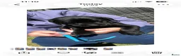 Labrador Retriever dogs for sale: Beautiful Labrador puppies - Advert 3