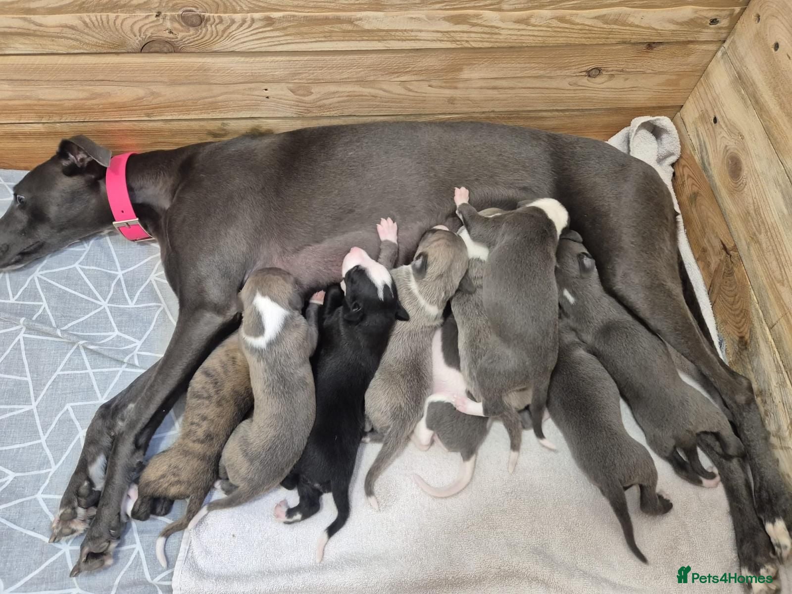 Whippet dogs Whippet puppies  - Advert 1