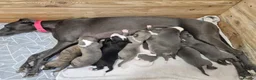 Whippet dogs for sale: Whippet puppies  - Advert 1
