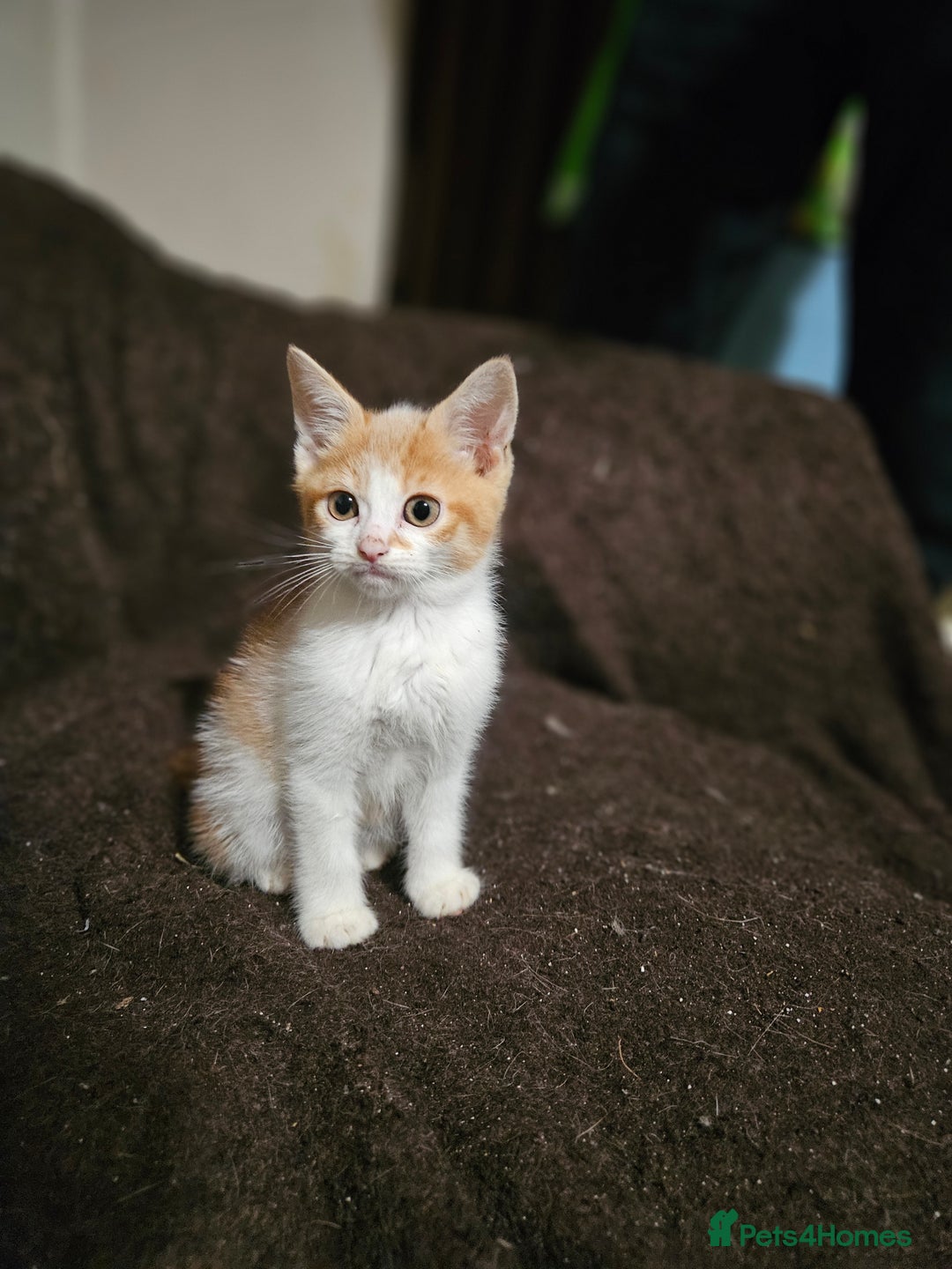 Mixed Breed cats for sale: Beautiful Kittens Available  - Advert 11