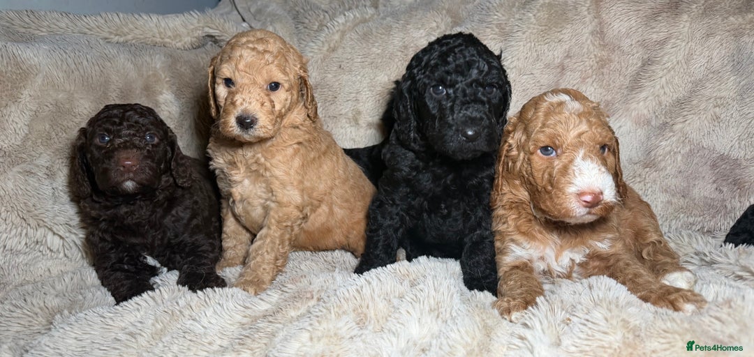 Goldendoodle dogs for sale: Goldendoodles Ready Next Week - Advert 17