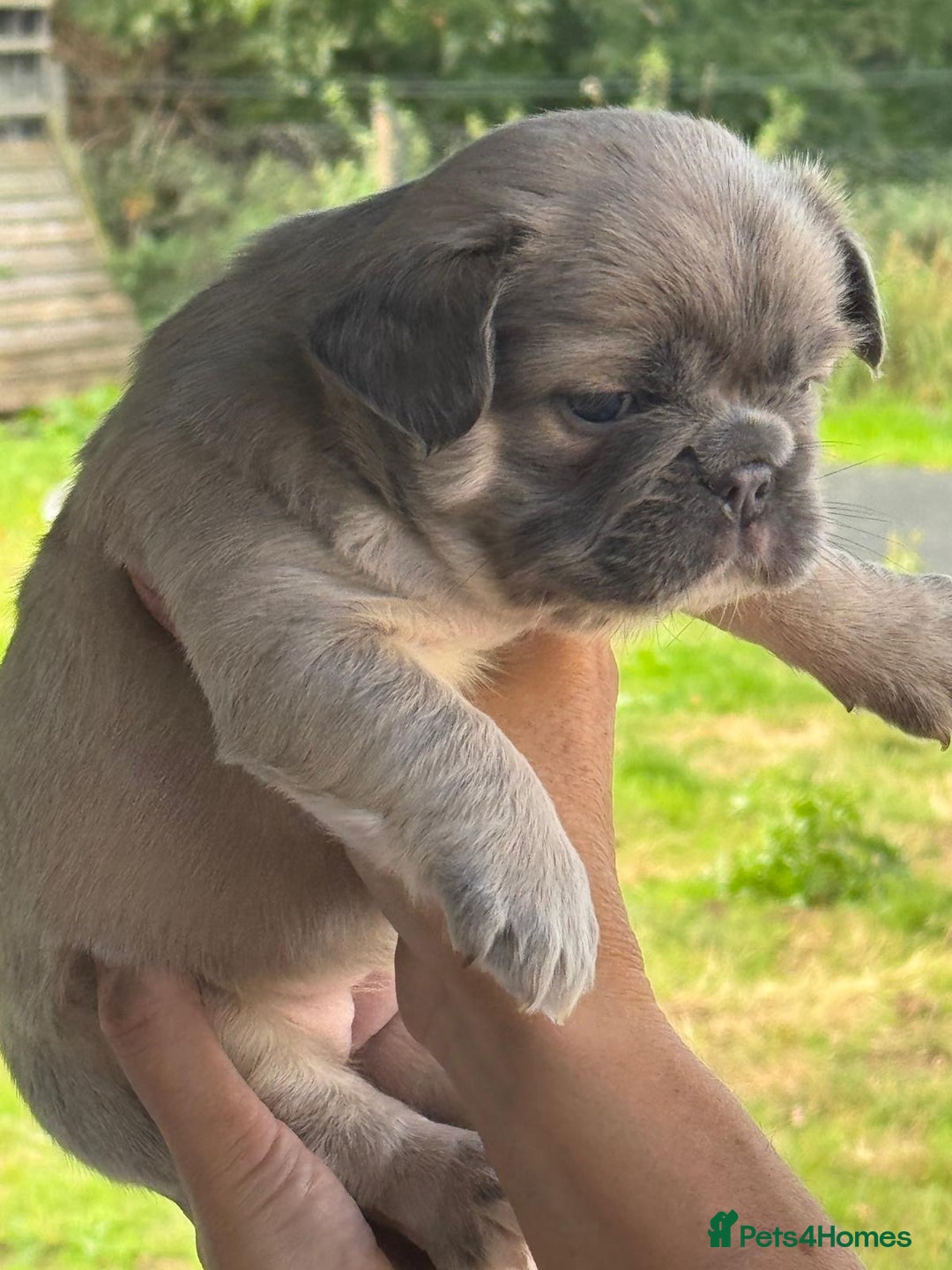 French Bulldog dogs for sale: *Fluffy Frenchie Pups* - Advert 11