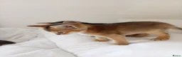 Abyssinian cats for sale: Abyssinian X (Abyssinian X) - Advert 19