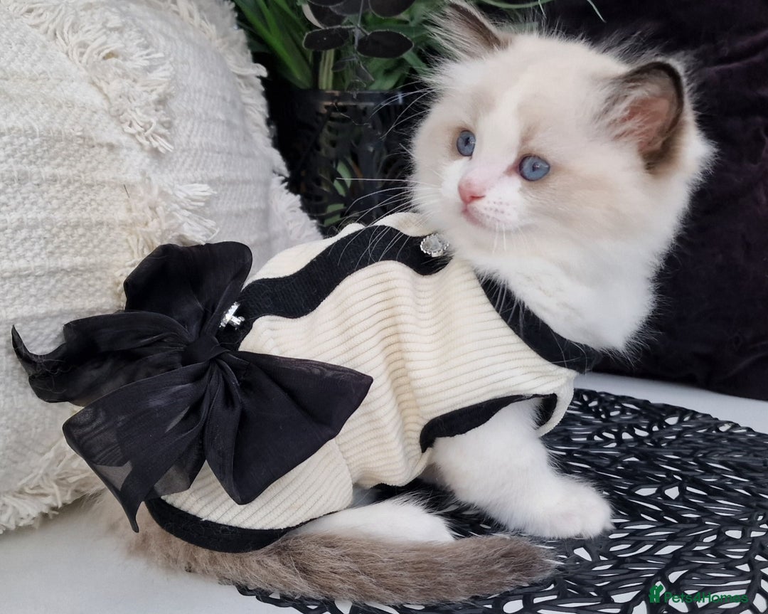 Ragdoll cats for sale: 🩷✨️Lovely Chunky EU kittens✨️🏆TICA Award cattery - Image 27