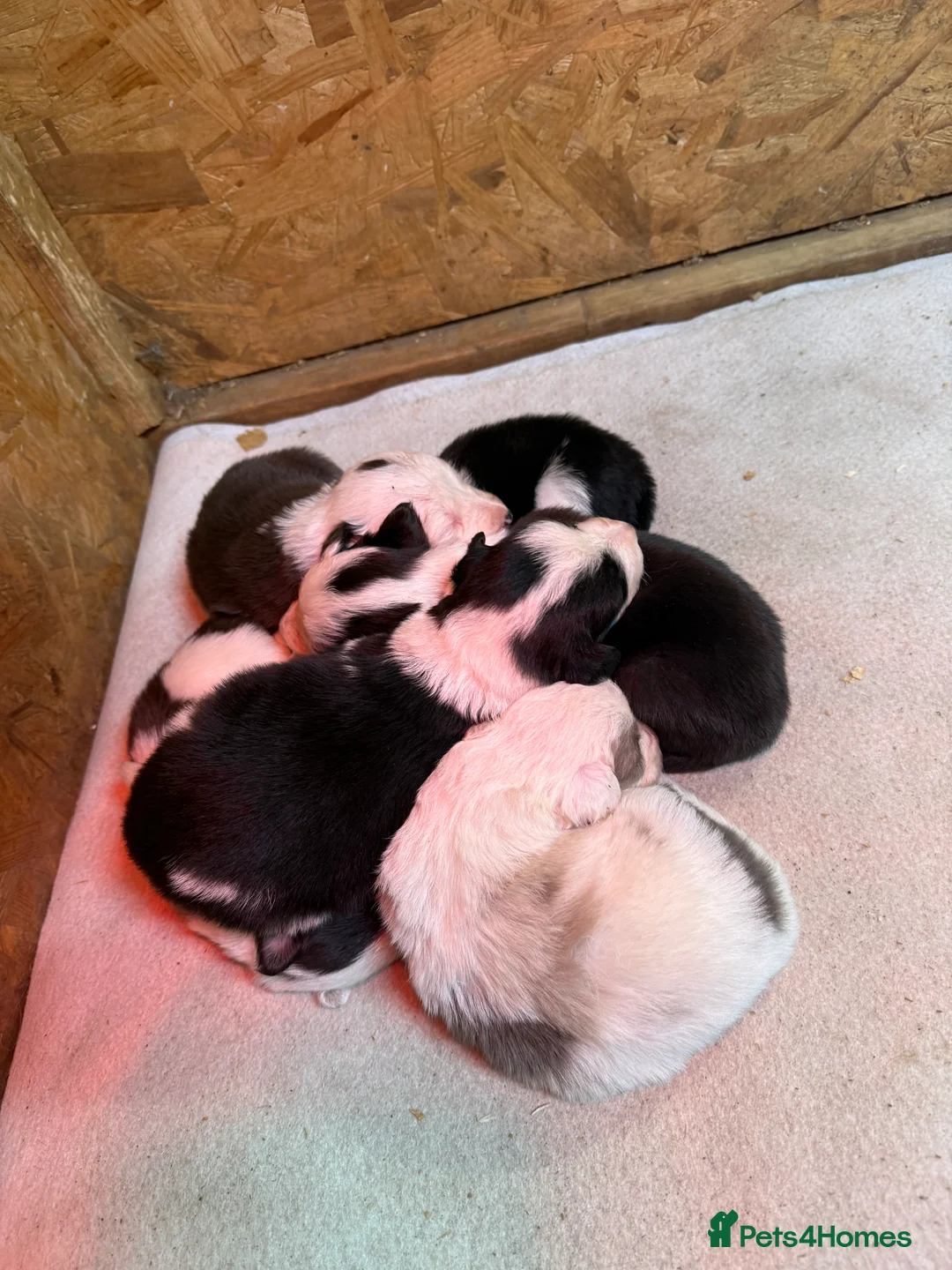 Border Collie dogs for sale: Red Merle and red- black and white border collies - Advert 4