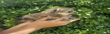 Female 