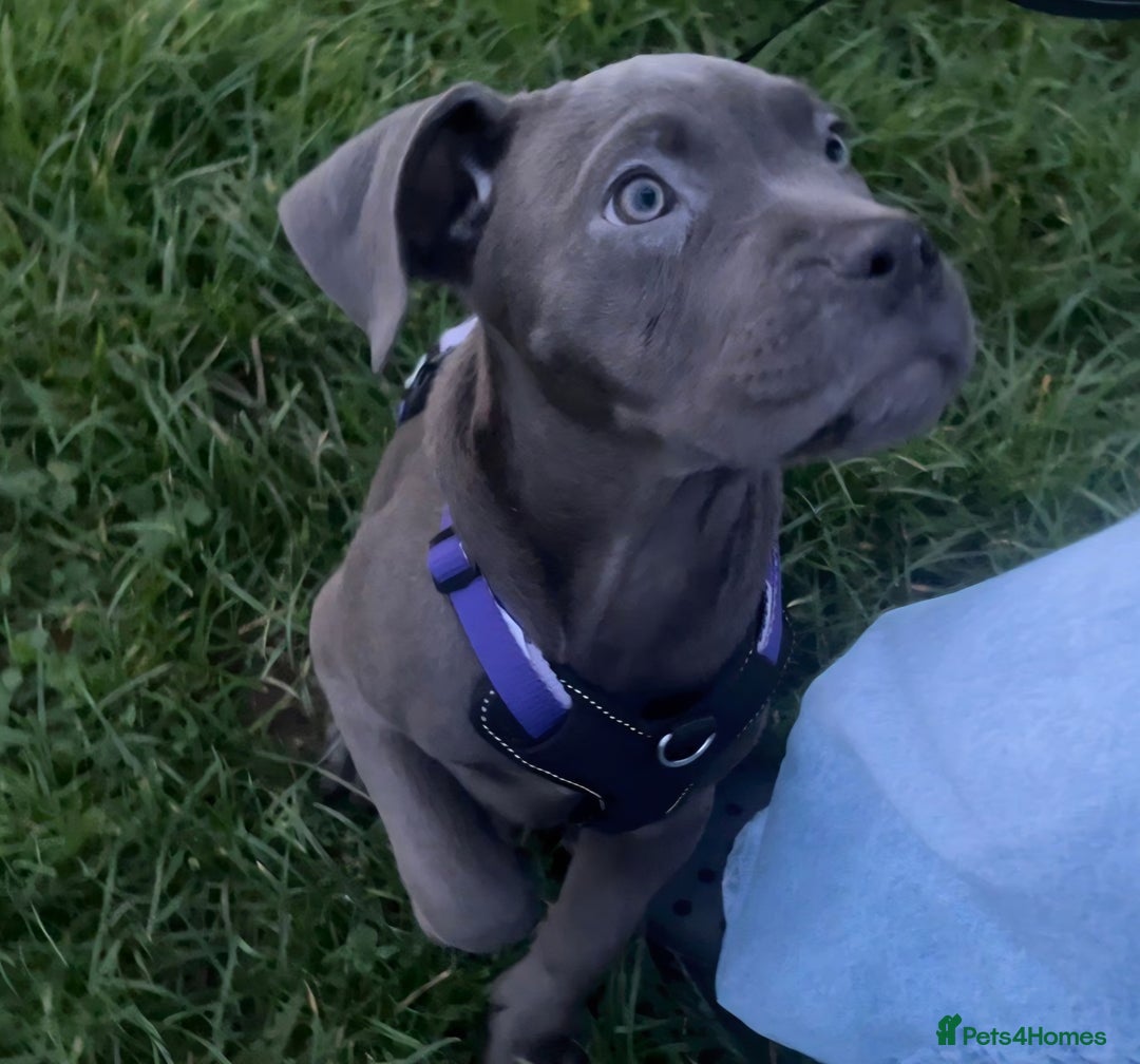 Cane Corso dogs for sale: Blue Cane Corso Puppy (female) - Advert 2