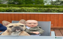 Mixed Breed dogs for sale: French bulldog x Dachshund  - Advert 9