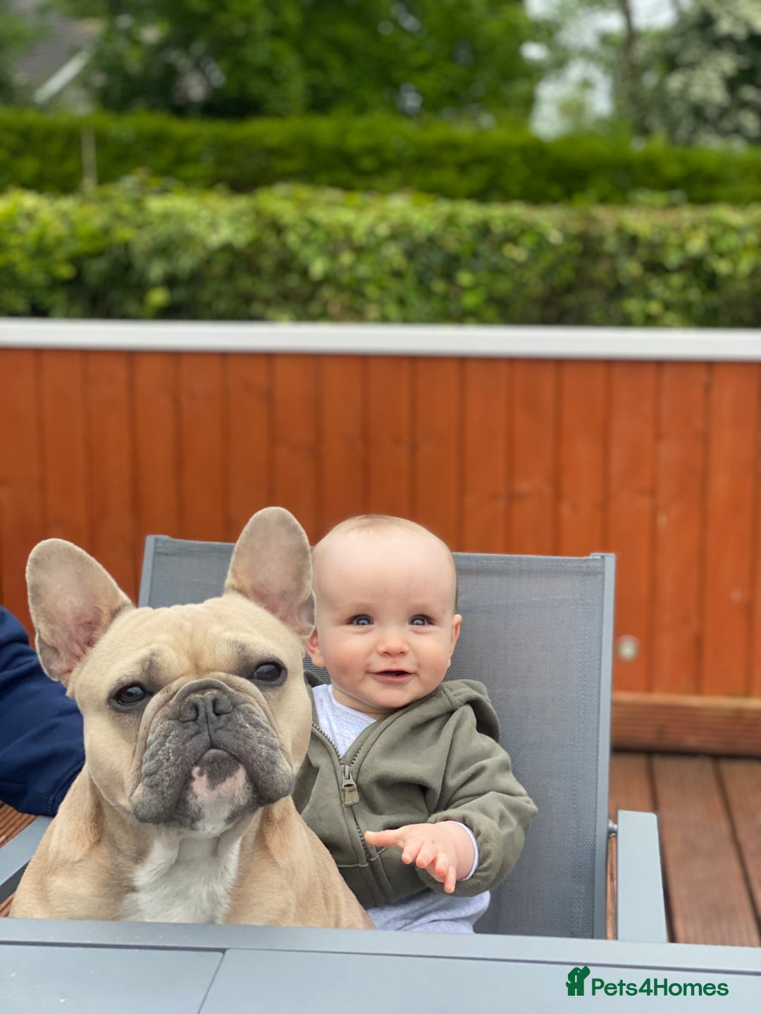 Mixed Breed dogs for sale: French bulldog x Dachshund  - Advert 9