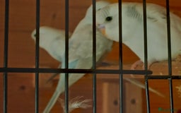 Budgerigars birds for sale: Beautiful baby budgies ready for rehoming - Image 9