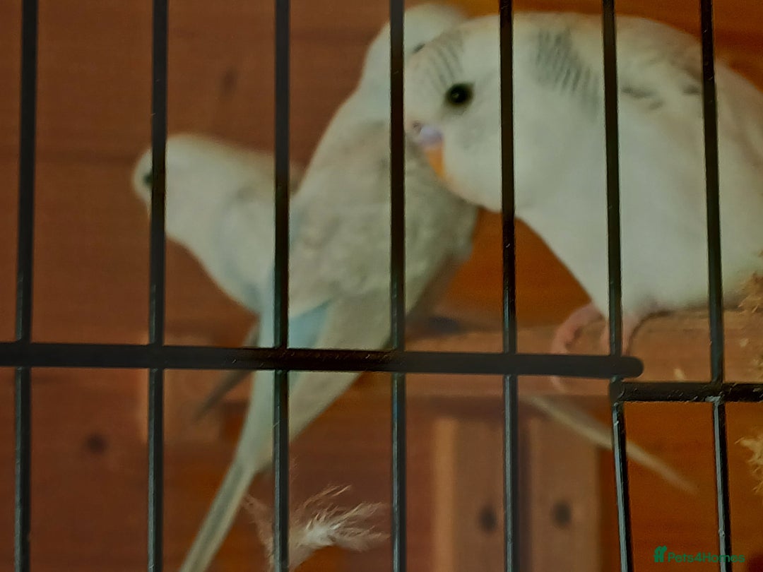 Budgerigars birds for sale: Beautiful baby budgies ready for rehoming - Image 9
