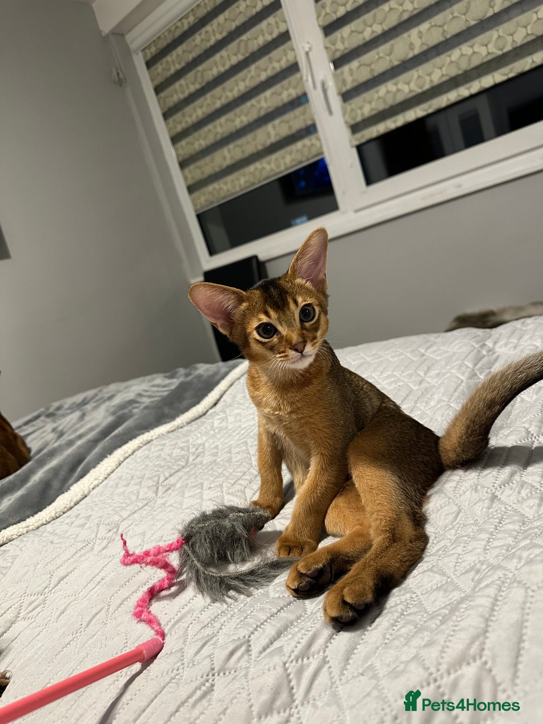 Abyssinian cats for sale: Pedigree Abyssinian kittens  - Advert 23
