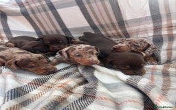 Miniature Dachshund dogs for sale: 5⭐️BREEDERS🏆KCREG🌸6GIRL💙1BOY🩺HEALTH TESTED🧬 - Image 21