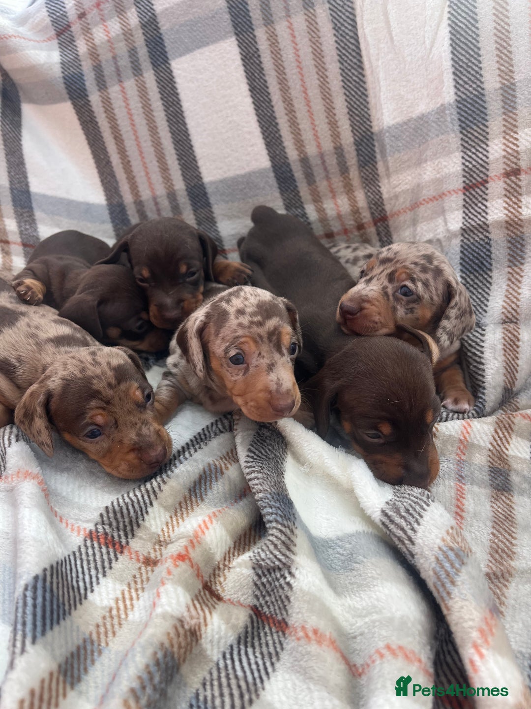 Miniature Dachshund dogs for sale: 5⭐️BREEDERS🏆KCREG🌸6GIRL💙1BOY🩺HEALTH TESTED🧬 - Image 21