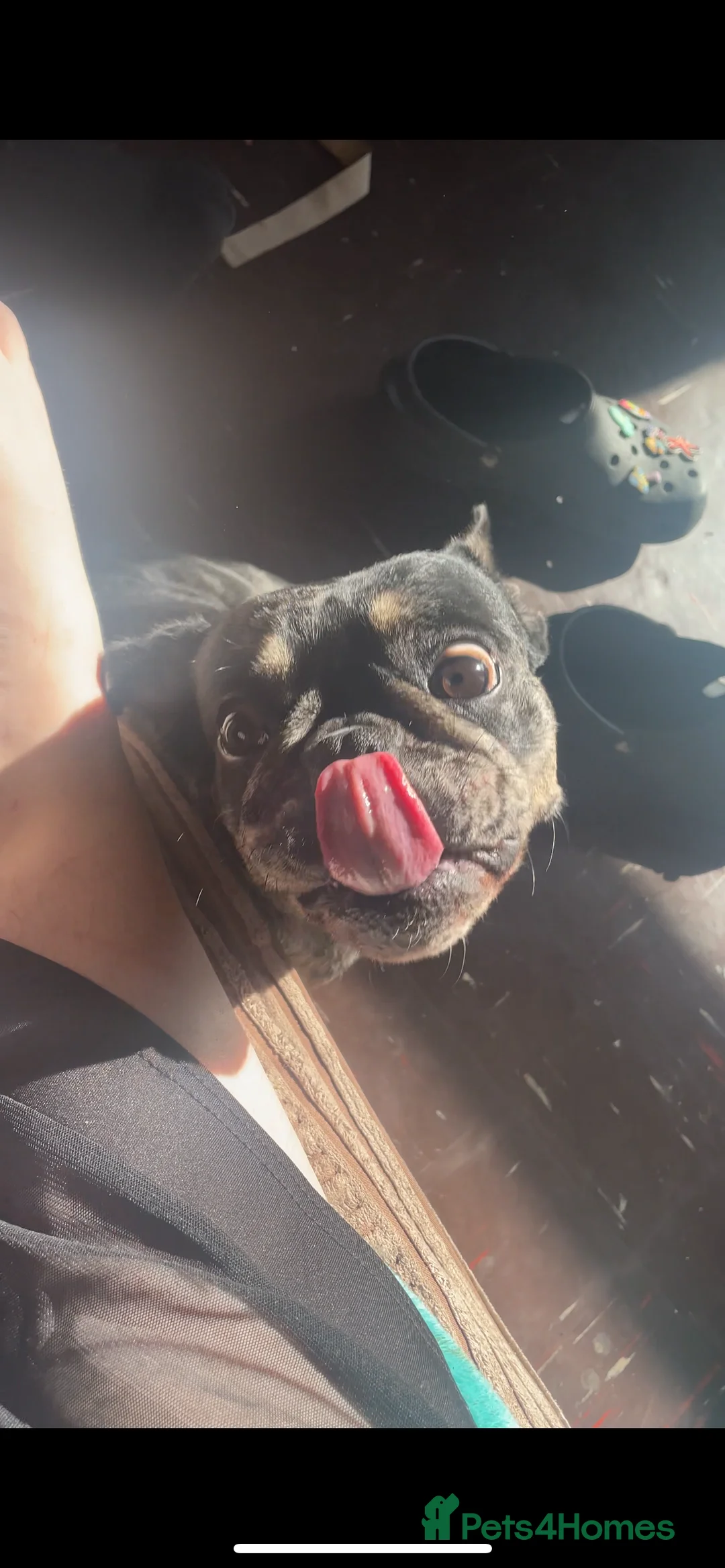 French Bulldog dogs for sale: Coco  - Advert 10