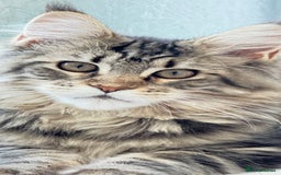 Maine Coon cats for sale: WE MAY SELL ACTIVE Top quality Maine coon kittens - Image 21