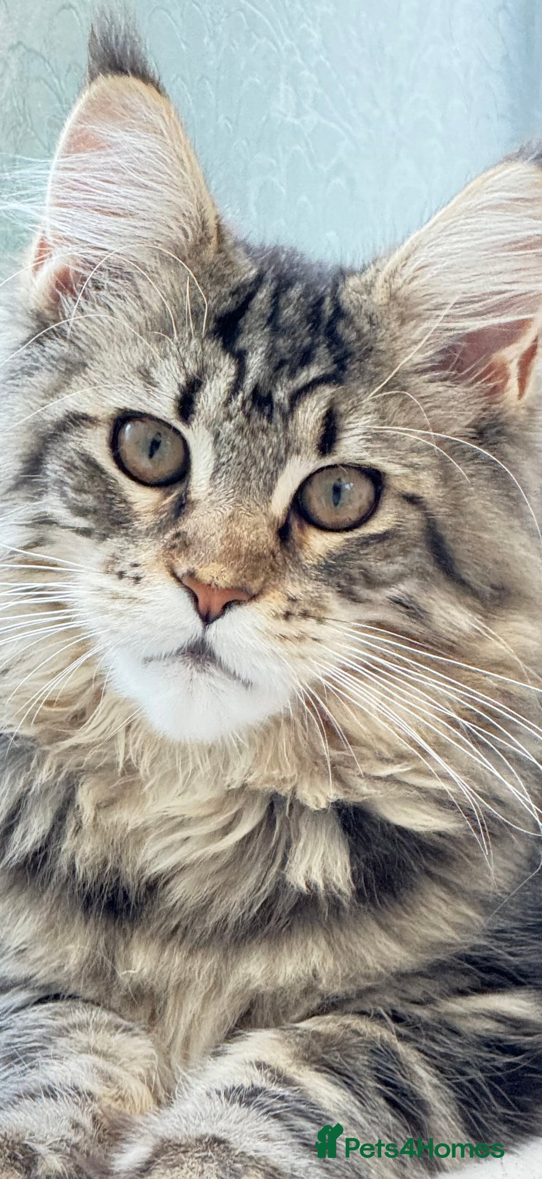 Maine Coon cats for sale: WE MAY SELL ACTIVE Top quality Maine coon kittens - Image 21