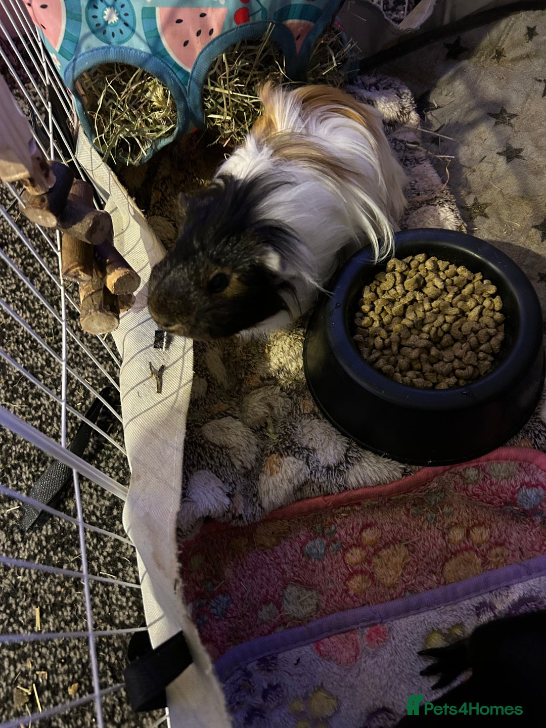 Guinea Pig rodents for sale: 3 male guinea pigs for £50  - Advert 1